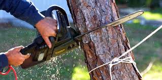 How Our Tree Care Process Works  in  South Dennis, NJ